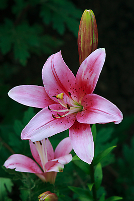 포토 JPG 해외이미지 식물 꽃잎 꽃 분홍색 꽃다발 잎 꽃무늬 자연 사람없음 초록색 빛 새싹 정원 보라색 벚꽃 침대 신선 우아함 달콤 큼 순수 향기 꽃가루 부드러움 녹색배경 강렬 꽃수술 해외포토 컬러 가구 백그라운드 컨셉 무늬 감각 맛 크기 가루 생태계 냄새 파일형식 이미지허브