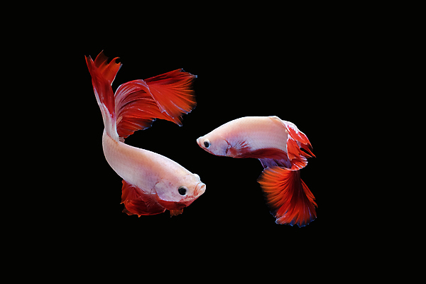 포토 JPG 해외이미지 동물 남자 얼굴 클리핑패스 포즈 백그라운드 이동 모션 벽지 어류 미술 사람없음 옆모습 빨간색 컬러풀 검은색 수영 분노 광대 흰색 의식 고급 우아함 자르기 싸움 각도 지느러미 모음 고립 마스코트 이국적 해외포토 감정 뷰포인트 컬러 컨셉 문화예술 사람 신체부위 수중동물 수상스포츠 파일형식 이미지허브