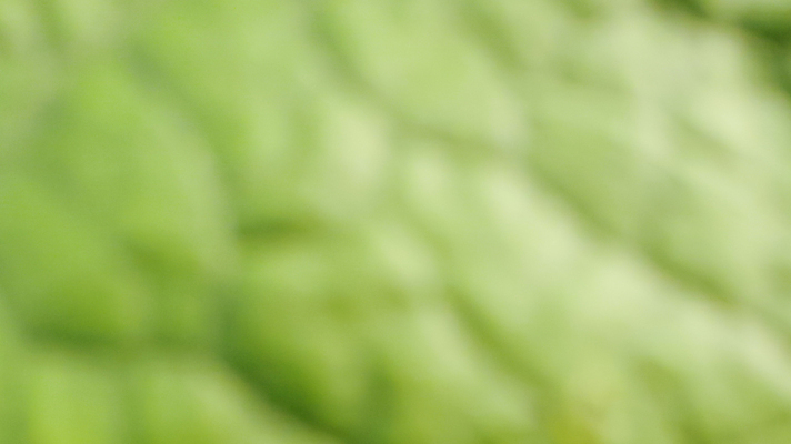 포토 JPG 해외이미지 나무 식물 템플릿 배너 계절 지구 백그라운드 잎 자연 벽지 추상 휴식 경사 사람없음 그래픽 초록색 여름 빛 햇빛 태양 환경 정원 봄 에너지 흰색 신선 매끈함 소프트포커스 질감 보케 부드러움 개발 바이오 블러 생태학 그리너리 효과 해외포토 자연요소 교육 컬러 컨셉 무늬 촬영기법 감각 생태계 파일형식 트랜드컬러 이미지허브