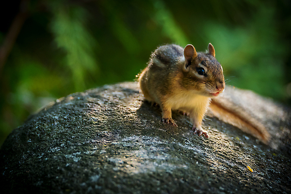 포토 JPG 해외이미지 동물 야생동물 포유류 사람없음 설치류 해외포토 파일형식 이미지허브