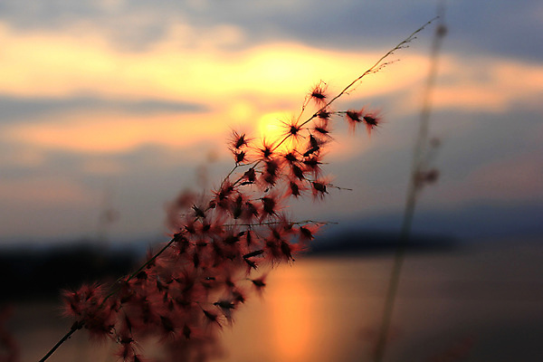포토 JPG 해외이미지 식물 꽃 곤충 백그라운드 꽃무늬 밭 자연 건조 옥수수 경사 사람없음 야외 초록색 여름 빛 머리 환경 황혼 일몰 성장 뜨거움 열 황금 볏짚 저녁 이슬 민들레 시리얼 허브 귀 문학 꽃가루 솜털 빛망울 알레르기 수평선 그리너리 해외포토 동물 계절 음식 컬러 무늬 농업 곡류 신체부위 노을 짚 질병 야간 가루 생태계 파일형식 트랜드컬러 이미지허브