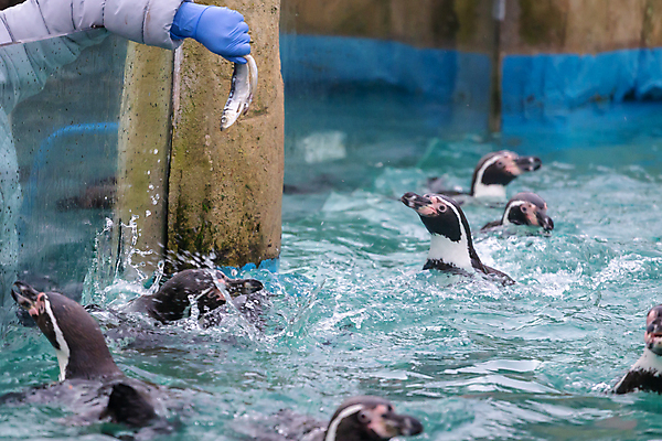 포토 JPG 해외이미지 동물 손 야생동물 음식 자연 조류 잉글랜드 동물원 어류 사람없음 야외 물 파란색 검은색 추위 흰색 그룹 먹이 먹기 펭귄 런던 수유 해외포토 자연요소 컬러 모션 영국 신체부위 수중동물 생태계 파일형식 이미지허브