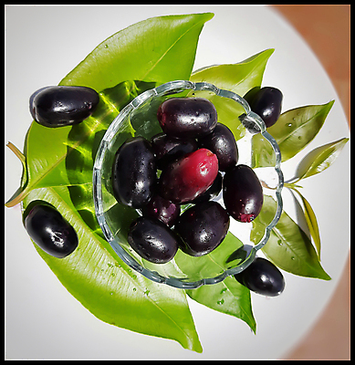 포토 JPG 해외이미지 식물 전통 열매 음식 줄기 백그라운드 잎 다이어트 과일 자연 디저트 건강 사람없음 빨간색 초록색 약 보라색 검은색 껍질 흰색 나뭇가지 신선 그룹 달콤 작음 다발 먹기 허브 유기농 날것 자두 내추럴 고립 숙성 채식주의자 칼슘 해외포토 나무 웰빙 컬러 의학 모션 맛 크기 생태계 채식 파일형식 이미지허브