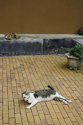 포토 JPG 해외이미지 동물 행복 포유류 태국 자연 휴식 벽돌 수염 털 건강 사람없음 반려동물 눕기 머리 귀여움 정원 고양이 가축 수확 지역 솜털 게으름 해외포토 감정 아시아 컨셉 농업 모션 신체부위 생태계 파일형식 이미지허브