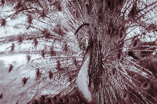 포토 JPG 해외이미지 백그라운드 패턴 자연 사람없음 장식 파란색 농장 머리 검은색 놀람 전시 펼침 흰색 공작 인도인 깃털 질감 번짐 보여주기 꿩 웅장함 터키석 해외포토 외국인 감정 컬러 무늬 농업 모션 조류 표정 동양인 신체부위 보석 생태계 파일형식 효과 이미지허브