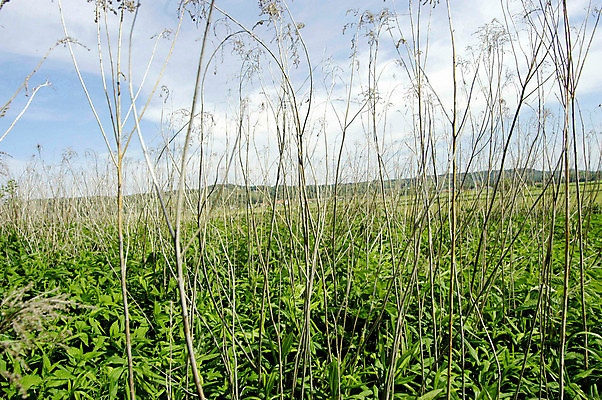 포토 JPG 해외이미지 음식 농업 풍경 잔디 사람없음 초록색 경제 농경지 흙 영토 지역 해외포토 식물 산업 컬러 농장 파일형식 이미지허브
