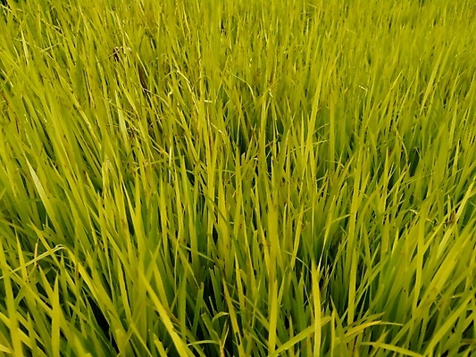 포토 JPG 해외이미지 식물 아시아 지구 음식 벽 백그라운드 잎 농업 자연 하늘 밥 동양인 풍경 사람없음 야외 초록색 파란색 빛 농작물 햇빛 농장 농경지 노란색 환경 중국 일몰 수확 광선 가을 나뭇가지 시골 신선 황금 상품 낟알 땅 시리얼 질감 내추럴 논밭 밭일 숙성 해외포토 나무 계절 나라 산업 컬러 밭 논 인종 태양 노을 생태계 파일형식 이미지허브