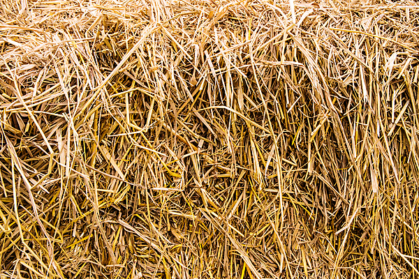 포토 JPG 해외이미지 식물 백그라운드 밭 농업 자연 건조 사람없음 농장 갈색 쌓기 시골 소 볏짚 먹이 밀 질감 밀짚 해외포토 산업 컬러 포유류 모션 곡류 짚 생태계 파일형식 이미지허브