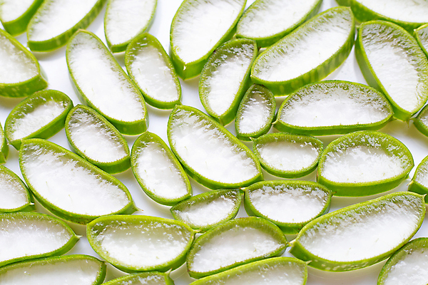 포토 JPG 해외이미지 스튜디오촬영 단면 실내 사람없음 흰배경 알로에 해외포토 식물 백그라운드 내부 흰색 파일형식 이미지허브