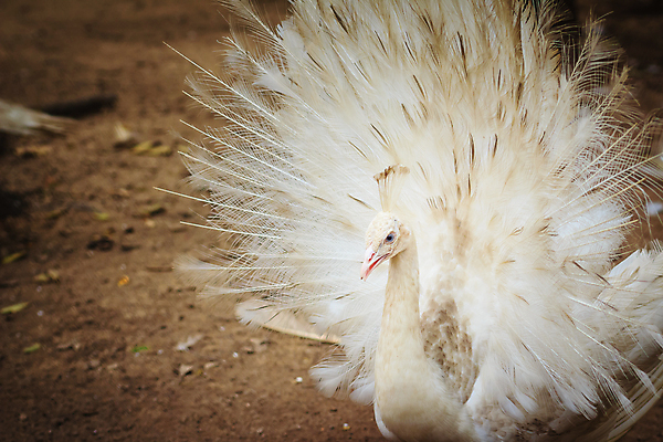 포토 JPG 해외이미지 동물 남자 야생동물 패턴 자연 조류 동물원 사람없음 야외 머리 펼침 흰색 바퀴 부채 공작 순수 깃털 질감 꼬리 부리 쇼 보여주기 꿩 짝짓기 창백 이국적 해외포토 컬러 컨셉 무늬 모션 사람 신체부위 생태계 파일형식 이미지허브