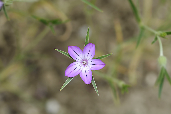 포토 JPG 해외이미지 식물 꽃 분홍색 잎 자연 사람없음 야외 초록색 정원 봄 닫기 해외포토 계절 컬러 모션 생태계 파일형식 이미지허브