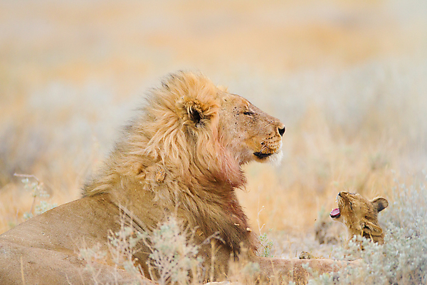 포토 JPG 해외이미지 동물 응시 남자 야생동물 여행 포유류 아프리카 자연 털 성인 사람없음 야외 옆모습 고양이 힘 사막 입 황무지 위험 사자 큼 왕 사파리 사냥 육식동물 갈기 사냥꾼 사자자리 남쪽 내추럴 남아프리카 마사이족 웅장함 전국 칼라하리 힘찬 해외포토 직업 시선 나라 뷰포인트 컨셉 사람 신체부위 반려동물 별자리 크기 방향 생태계 파일형식 이미지허브