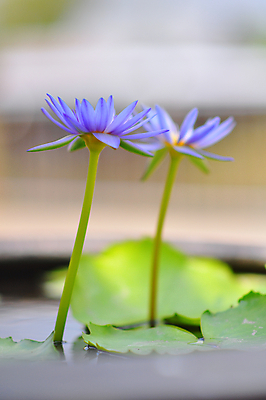 포토 JPG 해외이미지 식물 꽃잎 꽃 아시아 백그라운드 잎 꽃무늬 자연 휴식 연꽃 풍경 사람없음 야외 장식 초록색 물 여름 빛 정원 보라색 봄 벚꽃 연못 신선 개화 백합 묘사 싱글 내추럴 블러 해외포토 자연요소 계절 나라 컬러 컨셉 무늬 생태계 파일형식 이미지허브