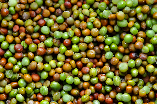 포토 JPG 해외이미지 식물 백그라운드 농업 채소 자연 건조 건강 씨앗 사람없음 빨간색 초록색 컬러풀 정원 일본 활발 아기 신선 닫기 낟알 원예 질감 리빙 건강식 유지 내추럴 정물화 케일 테마 카피스페이스 해외포토 산업 아시아 음식 컬러 컨셉 모션 사람 취미 공백 그림 생태계 파일형식 이미지허브