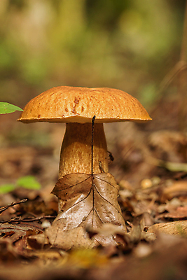포토 JPG 해외이미지 주간 낙엽 자연 나뭇잎 근접촬영 사람없음 야외 버섯 숲속 해외포토 자연요소 뷰포인트 잎 숲 생태계 파일형식 이미지허브