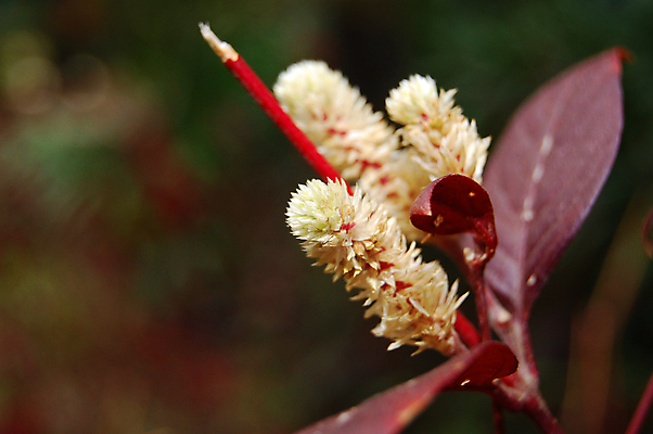 포토 JPG 해외이미지 식물 공원 꽃 아시아 잎 자연 사람없음 빨간색 노란색 정원 해외포토 공공시설 나라 컬러 생태계 파일형식 이미지허브