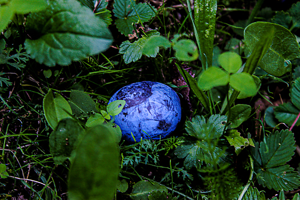 포토 JPG 해외이미지 식물 1 음식 백그라운드 패턴 농업 과일 자연 건강 사람없음 초록색 여름 파란색 정원 보라색 신선 자두 보스니아 해외포토 계절 산업 컬러 무늬 생태계 파일형식 이미지허브