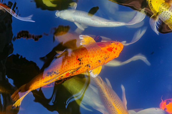 포토 JPG 해외이미지 동물 아시아 선 음식 백그라운드 다이어트 오렌지 자연 낚시 어류 동양인 사람없음 빨간색 물 반려동물 쇼핑 주방 식당 정원 일본 수중 수영 저녁식사 연못 신선 시장 황금 배고픔 해산물 유기농 금붕어 날것 낚시꾼 수족관 성분 잉어 내추럴 동물상 이국적 해외포토 자연요소 웰빙 나라 컬러 과일 레저 건강 인종 조형물 상점 식사 수중동물 수상스포츠 생태계 파일형식 이미지허브