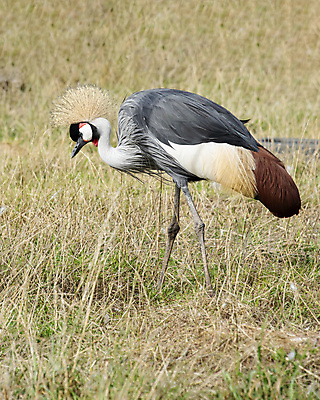 포토 JPG 해외이미지 동물 얼굴 야생동물 여행 아프리카 자연 조류 왕관 동물원 사람없음 빨간색 초록색 컬러풀 머리 검은색 회색 흰색 황금 깃털 기중기 부리 갈기 목 멸종 서식지 동쪽 남쪽 내추럴 동물상 우간다 전국 해외포토 나라 컬러 신체부위 조형물 중장비 방향 생태계 파일형식 이미지허브