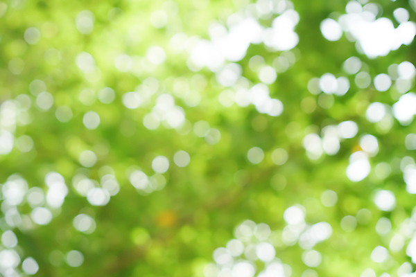 포토 JPG 해외이미지 모양 나무 식물 디자인 계절 백그라운드 컨셉 잎 패턴 자연 추상 새로움 미술 사람없음 야외 초록색 빛 컬러풀 햇빛 태양 노란색 환경 정원 맑음 봄 성장 흰색 신선 소프트포커스 숲 질감 보케 부드러움 내추럴 블러 해외포토 자연요소 컬러 무늬 날씨 문화예술 촬영기법 감각 생태계 파일형식 이미지허브