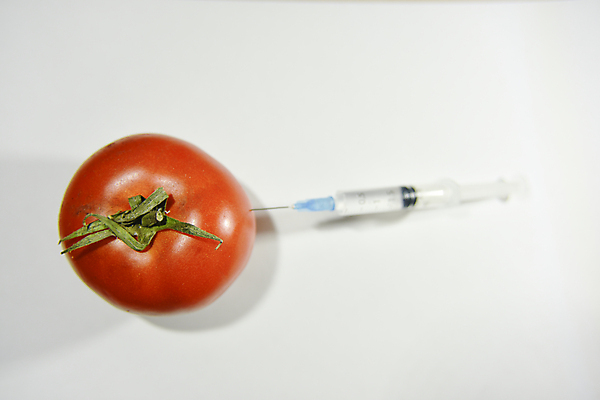 포토 JPG 해외이미지 식물 과학 농업 토마토 채소 사람없음 빨간색 흰색 변화 생물학 진행 유전자변형 인공 해외포토 교육 산업 컬러 컨셉 파일형식 이미지허브