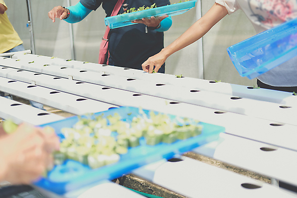 포토 JPG 해외이미지 식물 음식 잎 농업 채소 자연 건강 씨앗 사람없음 물 농장 새싹 정원 놀이방 샐러드 성장 신선 농부 상추 원예 스펀지 내추럴 개발 모종 밭일 식용 온실 처음 세련 해외포토 자연요소 직업 산업 취미 생태계 파일형식 이미지허브