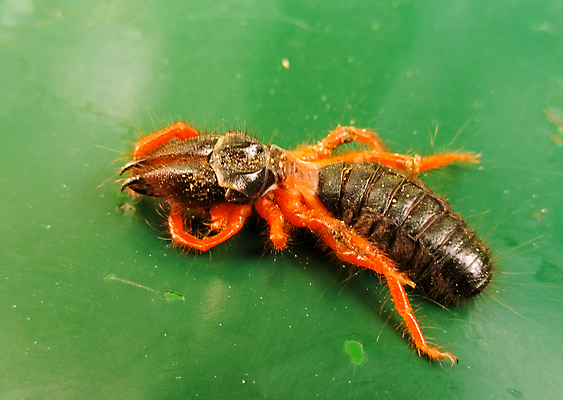 포토 JPG 해외이미지 식물 동물 길 야생동물 선 음식 벽 곤충 백그라운드 컨셉 자국 자연 노동자 주택 안테나 건강 사람없음 목재 빨간색 초록색 갈색 걷기 검은색 흰색 업무 그룹 닫기 해충 벌레 작음 묘사 개미 내추럴 고립 동물상 침범 통일 많음 해외포토 나무 직업 컬러 재료 통신 모션 건물 조형물 작업 크기 생태계 파일형식 이미지허브
