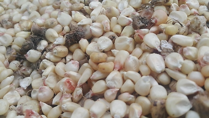 포토 JPG 해외이미지 식물 전통 음식 백그라운드 농업 다이어트 재료 부분 건조 건강 식이요법 씨앗 사람없음 농작물 갈색 노란색 식사 수확 원형 고명 황금 아침식사 낟알 시리얼 국자 유기농 질감 알맹이 날것 흙더미 내추럴 수수 영양분 채식주의자 비건 해외포토 도형 웰빙 산업 컬러 주방용품 흙 채식 파일형식 더미 이미지허브