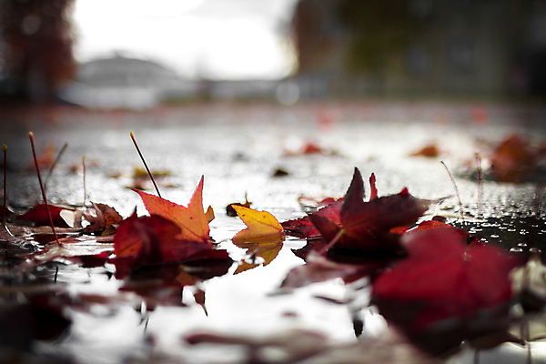 포토 JPG 해외이미지 식물 계절 꽃 잎 겨울 자연 요정 사람없음 햇빛 태양 환경 가을 숲 생태계 웅덩이 폭풍 생태학 해외포토 자연요소 교육 날씨 파일형식 이미지허브