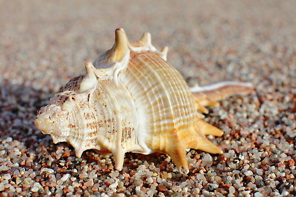 포토 JPG 해외이미지 주간 모래 불가사리 사람없음 야외 소라 해외포토 자연요소 어패류 극피동물 파일형식 이미지허브