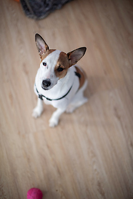 포토 JPG 해외이미지 동물 바닥 앉기 사람없음 세로 반려동물 개 강아지 귀 송곳니 경보 해외포토 포유류 모션 신체부위 치아 파일형식 이미지허브