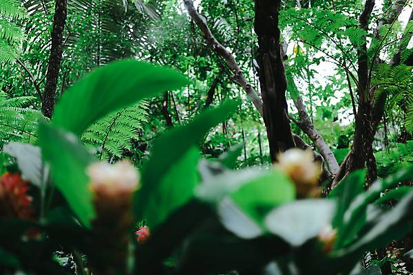 포토 JPG 해외이미지 나무 식물 공원 꽃 잎 자연 사람없음 야외 초록색 평화 환경 정원 침묵 내추럴 해외포토 공공시설 컬러 컨셉 소리 생태계 파일형식 이미지허브
