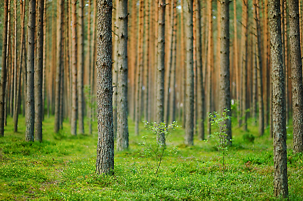 포토 JPG 해외이미지 나무 식물 계절 야생동물 줄기 백그라운드 잎 자연 아침 이야기 이끼 풍경 사람없음 야외 초록색 여름 빛 햇빛 태양 환경 어둠 활발 하이킹 성장 가을 나뭇가지 시골 소나무 황무지 숲 큼 지역 해외포토 주간 자연요소 동물 컬러 컨셉 레저 크기 생태계 파일형식 이미지허브