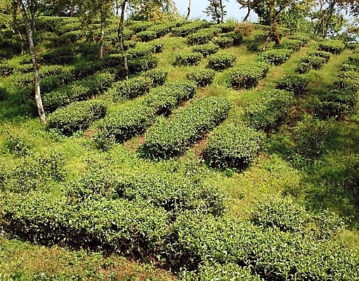 포토 JPG 해외이미지 나무 식물 잎 농업 사람없음 초록색 햇빛 농장 차 대만 해외포토 산업 아시아 음료 컬러 태양 파일형식 이미지허브