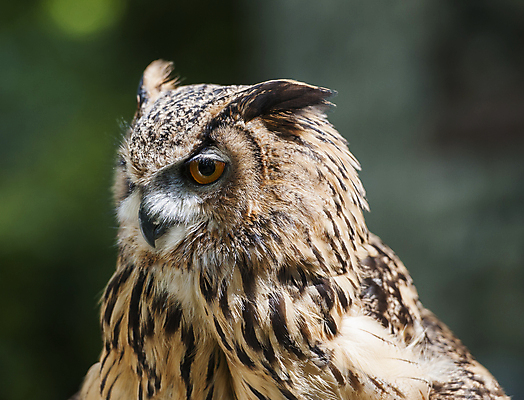 포토 JPG 해외이미지 척추동물 야생동물 자연 조류 사람없음 머리 깃털 묘사 부리 육식동물 계산서 해외포토 동물 신체부위 생태계 파일형식 이미지허브