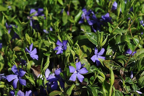 포토 JPG 해외이미지 식물 꽃 꽃무늬 사람없음 파란색 해외포토 컬러 무늬 파일형식 이미지허브