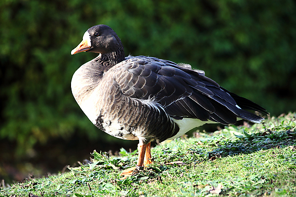 포토 JPG 해외이미지 동물 유럽 야생동물 날개 오렌지 자연 조류 오리 사람없음 가로 물 강 반사 수영 흰색 닫기 강가 깃털 부리 거위 멸종 물새 계산서 그린란드 동물상 해외포토 자연요소 나라 컬러 섬 과일 모션 덴마크 조형물 수상스포츠 생태계 파일형식 이미지허브
