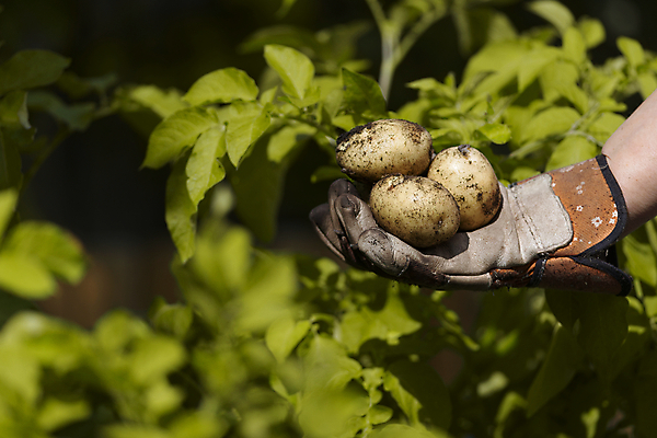 포토 JPG 해외이미지 식물 라이프스타일 지구 음식 장갑 잎 농업 채소 자연 감자 관리 사람없음 노란색 우주 정원 성장 흰색 신선 잡기 작업 인스턴트 유기농 원예 진흙 건강식 유지 내추럴 밭일 생태학 숙성 정물화 많음 카피스페이스 해외포토 웰빙 잡화 교육 산업 컬러 컨셉 모션 취미 생활 공백 그림 생태계 파일형식 이미지허브