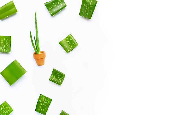 포토 JPG 해외이미지 스튜디오촬영 실내 사람없음 흰배경 알로에 해외포토 식물 백그라운드 내부 흰색 파일형식 이미지허브