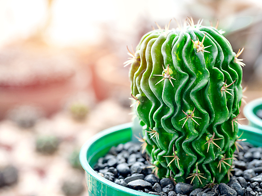 포토 JPG 해외이미지 식물 꽃 화초 백그라운드 꽃무늬 패턴 자연 선인장 주택 취미 사람없음 장식 초록색 세트 컬러풀 햇빛 유행 정원 사막 성장 흰색 가시 냄비 작음 수집 묘사 뇌 원예 질감 내추럴 특별함 스타일 카피스페이스 해외포토 컬러 컨셉 무늬 건물 태양 공백 솥 크기 생태계 파일형식 이미지허브