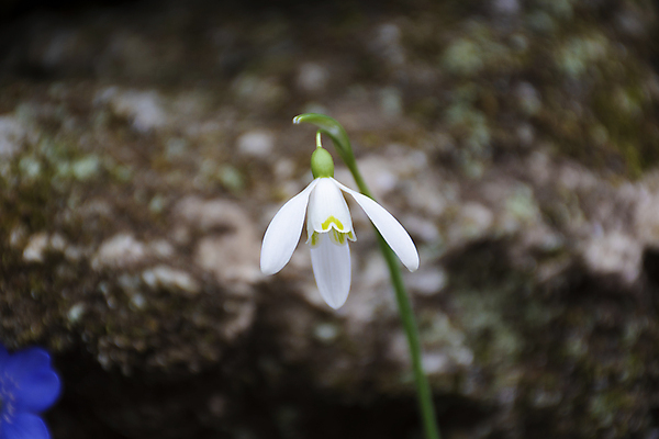 포토 JPG 해외이미지 꽃잎 꽃 잎 사람없음 아웃포커스 스노드롭 해외포토 식물 촬영기법 파일형식 이미지허브