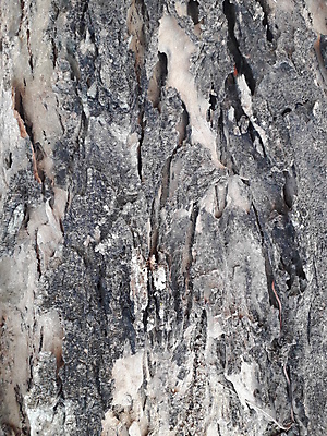 포토 JPG 해외이미지 나무 식물 디자인 공원 벽 분홍색 백그라운드 패턴 자연 벽지 표면 추상 사람없음 목재 갈색 검은색 어둠 회색 수확 껍질 흰색 거친 묘사 질감 나무껍질 내추럴 그런지 옛날 해외포토 공공시설 컬러 무늬 농업 재료 생태계 파일형식 이미지허브