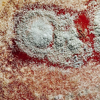 포토 JPG 해외이미지 식물 음식 백그라운드 컨셉 자연 추상 사람없음 빨간색 파란색 버섯 펼침 성장 흰색 액체 질병 유기농 질감 생물학 감염 미생물 내추럴 알레르기 곰팡이 썩음 이스트 해로움 카피스페이스 해외포토 웰빙 교육 컬러 무늬 의학 모션 생물 공백 생태계 파일형식 이미지허브