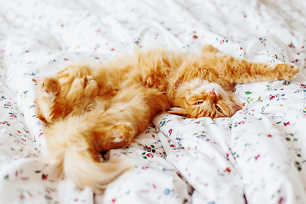 포토 JPG 해외이미지 한마리 실내 사람없음 반려동물 햇빛 고양이 이불 침대 낮잠 시트 반려묘 해외포토 동물 1 가구 포유류 침구 내부 태양 잠 파일형식 이미지허브