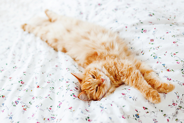 포토 JPG 해외이미지 한마리 실내 사람없음 반려동물 햇빛 고양이 이불 침대 반려묘 안락 해외포토 동물 1 가구 컨셉 포유류 침구 내부 태양 파일형식 이미지허브