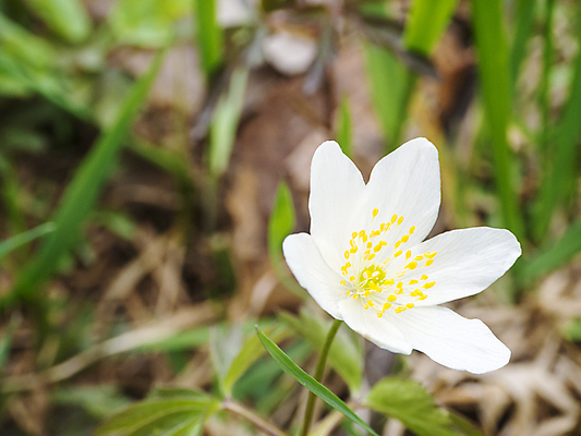 포토 JPG 해외이미지 식물 1 계절 꽃잎 꽃 백그라운드 잎 꽃무늬 자연 풍경 사람없음 야외 목재 초록색 빛 태양 머리 정원 봄 들꽃 벚꽃 흰색 신선 개화 숲 싱글 냄새 여우 내추럴 꽃수술 삼림지대 아네모네 해외포토 자연요소 나무 컬러 무늬 재료 포유류 신체부위 생태계 파일형식 이미지허브