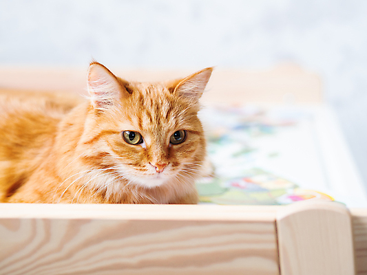 포토 JPG 해외이미지 응시 사람없음 반려동물 고양이 해외포토 동물 시선 포유류 파일형식 이미지허브