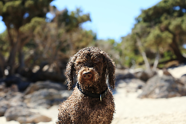 포토 JPG 해외이미지 동물 여자 행복 호수 바다 포옹 자연 놀이 사랑 사람없음 야외 가로 물 반려동물 태양 갈색 우정 활발 기쁨 개 리트리버 복고 주둥이 기르기 특별함 해외포토 자연요소 감정 컬러 컨셉 포유류 안기 사람 친구 생태계 돌봄 파일형식 이미지허브
