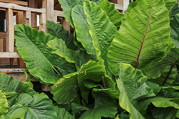 포토 JPG 해외이미지 나무 식물 디자인 계절 화초 백그라운드 잎 패턴 재료 자연 사람없음 장식 초록색 환경 정원 봄 성장 흰색 신선 숲 큼 허브 묘사 오브젝트 유기농 질감 상록수 내추럴 고립 엘리먼트 해외포토 웰빙 컬러 무늬 크기 생태계 파일형식 이미지허브