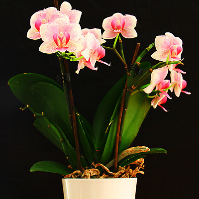 포토 JPG 해외이미지 식물 디자인 꽃잎 꽃 줄기 분홍색 백그라운드 잎 꽃무늬 자연 선물 사람없음 장식 초록색 보라색 검은색 벚꽃 흰색 나뭇가지 신선 개화 난초 우아함 닫기 제비꽃 호접란 강렬 고립 이국적 해외포토 나무 컬러 컨셉 무늬 모션 생태계 파일형식 이미지허브